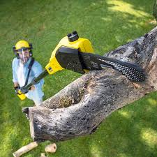 How Our Tree Care Process Works  in  Sharon, PA