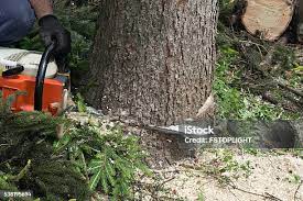 Best Hazardous Tree Removal  in Sharon, PA
