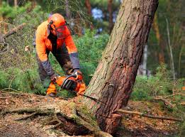 Best Utility Line Clearance  in Sharon, PA
