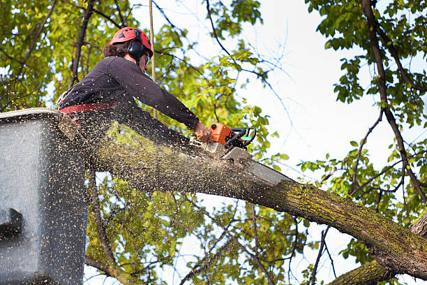 Best Lawn Maintenance Plans  in Sharon, PA