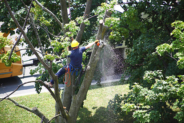 Best Fruit Tree Pruning  in Sharon, PA